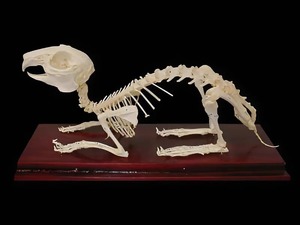 Скелет кролика - fgospostavki.ru - Зеленогорск