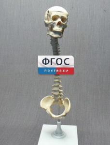 Модель "Позвоночник с черепом и тазом" - fgospostavki.ru - Зеленогорск
