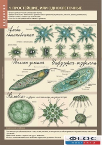 Комплект таблиц. Биология 7 класс. Животные. - fgospostavki.ru - Зеленогорск