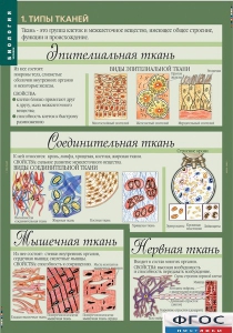 Комплект таблиц. Биология 8-9 класс. Человек. - fgospostavki.ru - Зеленогорск