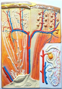 Модель барельефная "Почка" (макро-микростроение) - fgospostavki.ru - Зеленогорск