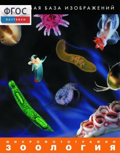 Зоология. Микрофотографии. (Цифровая база изображений) - fgospostavki.ru - Зеленогорск