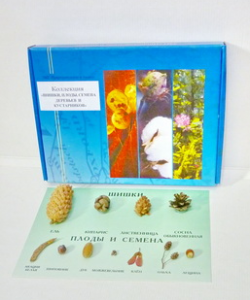 Коллекция "Шишки, плоды, семена деревьев и кустарников" - fgospostavki.ru - Зеленогорск