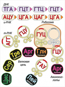 Модель-аппликация Биосинтез белка - fgospostavki.ru - Зеленогорск