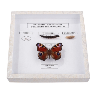 Коллекция энтомологическая "Развитие насекомых с полным превращением" - fgospostavki.ru - Зеленогорск
