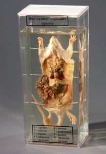 Влажный препарат "Внутреннее строение крысы" - fgospostavki.ru - Зеленогорск