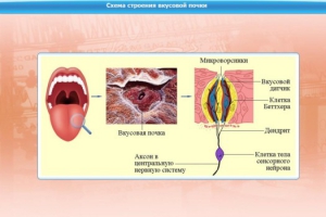 Интерактивные курсы. Биология 10 класс. Базовый. - fgospostavki.ru - Зеленогорск