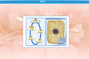 Интерактивные курсы. Биология 6 класс. Базовый - fgospostavki.ru - Зеленогорск