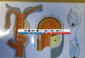 Модель барельефная "Внутреннее строение гидры" - fgospostavki.ru - Зеленогорск