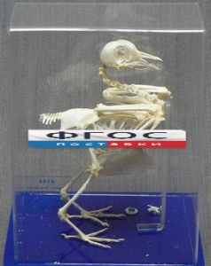 Скелет голубя - fgospostavki.ru - Зеленогорск