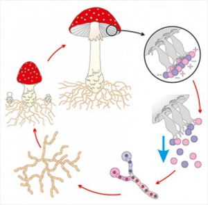 Модель-аппликация Размножение шляпочного гриба - fgospostavki.ru - Зеленогорск