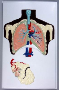 Модель барельефная "Строение легких" - fgospostavki.ru - Зеленогорск