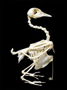 Скелет голубя - fgospostavki.ru - Зеленогорск