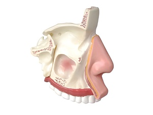 Модель носа в разрезе - fgospostavki.ru - Зеленогорск