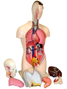 Торс человека разборный (42 см.) - fgospostavki.ru - Зеленогорск