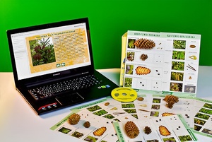 Коллекция натурально-интерактивная "Шишки, плоды, семена деревьев и кустарников" - fgospostavki.ru - Зеленогорск