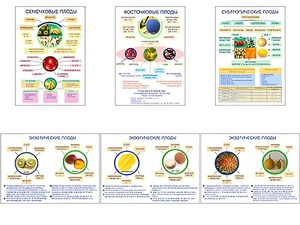 Плакаты ПРОФТЕХ "Плоды" (6 пл, винил, 70х100) - fgospostavki.ru - Зеленогорск