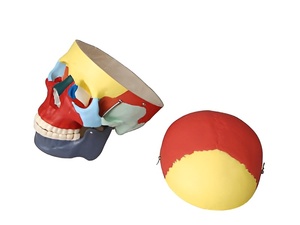 Модель "Череп человека с раскрашенными костями" - fgospostavki.ru - Зеленогорск