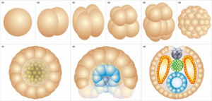 Модель-аппликация Размножение и развитие хордовых - fgospostavki.ru - Зеленогорск