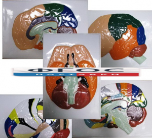 Модель барельефная "Доли, извилины, цитоархитектонические поля головного мозга" (5 планшетов) - fgospostavki.ru - Зеленогорск