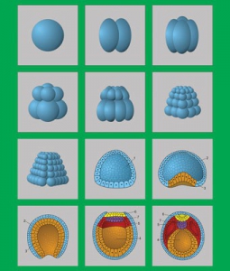 Модель-аппликация "Размножение и развитие хордовых" (набор из 12 карт) - fgospostavki.ru - Зеленогорск