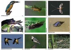 Комплект таблиц Природные зоны России. Сообщества (комплект 18 таблиц) - fgospostavki.ru - Зеленогорск