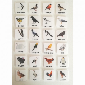 Набор карточек "ПТИЦЫ" - fgospostavki.ru - Зеленогорск