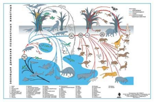 Комплект таблиц "Эволюция движений позвоночных животных" - fgospostavki.ru - Зеленогорск