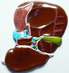 Модель барельефная "Печень" (висцеральная поверхность) - fgospostavki.ru - Зеленогорск