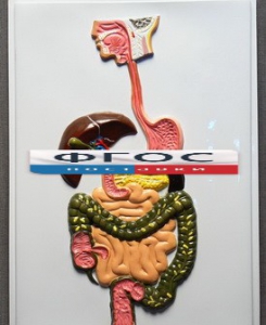 Модель барельефная "Пищеварительный тракт" - fgospostavki.ru - Зеленогорск