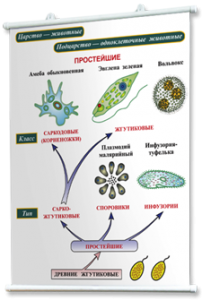 Плакаты по биологии для оформления кабинета. - fgospostavki.ru - Зеленогорск