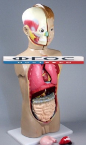 Модель Торс человека 65 сантиметров - fgospostavki.ru - Зеленогорск