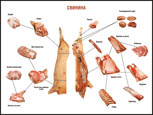 Таблица "Правила разделки мясных туш. Свинина" (100х140 сантиметров. винил) - fgospostavki.ru - Зеленогорск