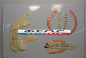 Модель барельефная "Челюсть человека" - fgospostavki.ru - Зеленогорск