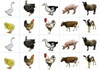 Комплект карточек "Запоминай, играй, считай" - Домашние животные - fgospostavki.ru - Зеленогорск