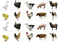 Комплект карточек "Запоминай, играй, считай" - Домашние животные - fgospostavki.ru - Зеленогорск