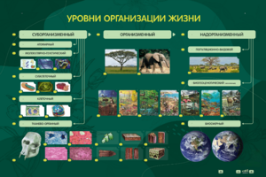 Электрифицированный стенд "Уровни организации жизни" - fgospostavki.ru - Зеленогорск