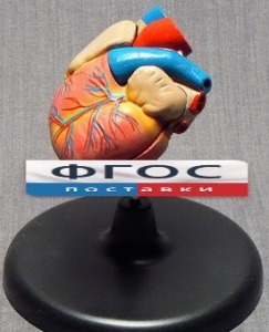 Модель "Сердце" (лабораторная) - fgospostavki.ru - Зеленогорск