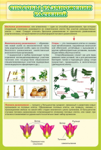 Стенд "Способы размножения растений" - fgospostavki.ru - Зеленогорск