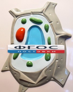 Модель барельефная "Растительная клетка" - fgospostavki.ru - Зеленогорск