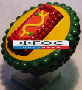 Модель "Вирус СПИДа" - fgospostavki.ru - Зеленогорск