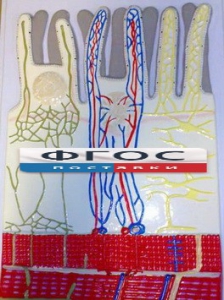 Модель барельефная "Ворсинка кишечная с сосудистым руслом" - fgospostavki.ru - Зеленогорск