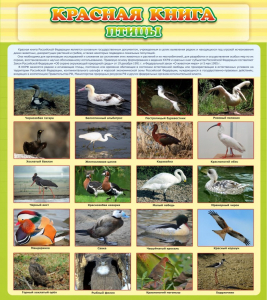 Стенд "Красная книга - птицы" - fgospostavki.ru - Зеленогорск