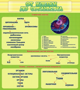 Стенд "От клетки до организма" - fgospostavki.ru - Зеленогорск