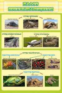Стенд "Класс пресмыкающиеся" - fgospostavki.ru - Зеленогорск