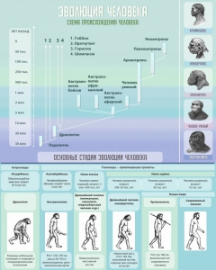 Стенд "Эволюция человека" Вариант 1 - fgospostavki.ru - Зеленогорск
