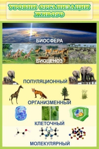 Стенд "Уровни организации живого" - fgospostavki.ru - Зеленогорск