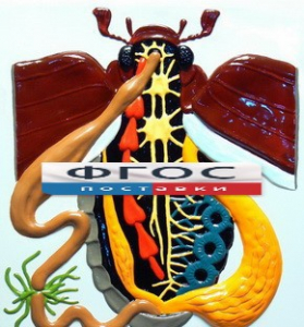 Модель барельефная "Внутреннее строение жука" - fgospostavki.ru - Зеленогорск