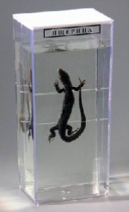 Влажный препарат "Ящерица" - fgospostavki.ru - Зеленогорск