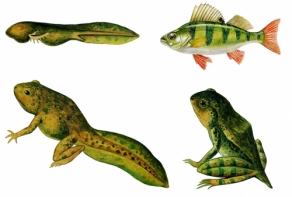 Модель-аппликация Цикл развития костной рыбы и лягушки - fgospostavki.ru - Зеленогорск